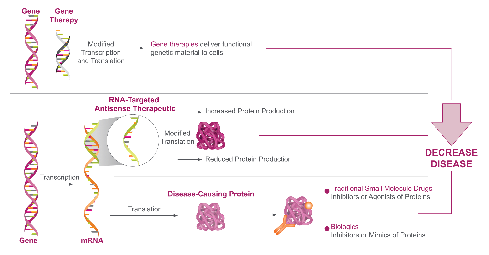How RNA-targeted medicines alter gene expression upstream of protein production