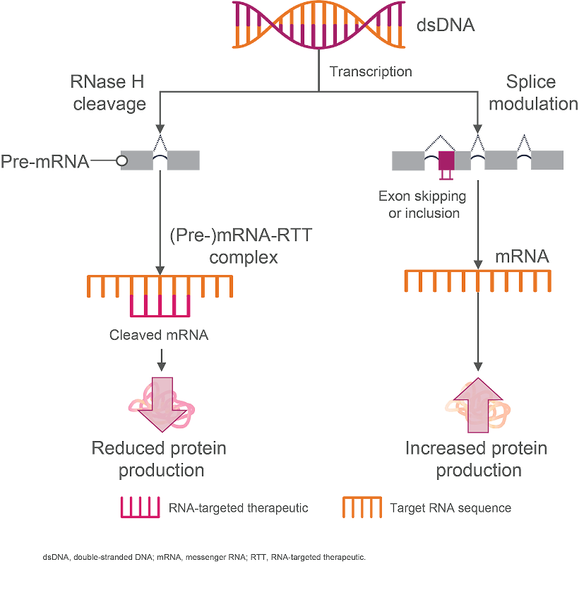 The process of how antisense oligonucleotides are proposed to work